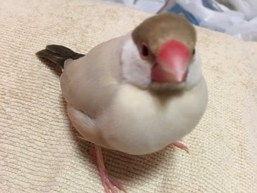 まめたんちゃん まめたんちゃん