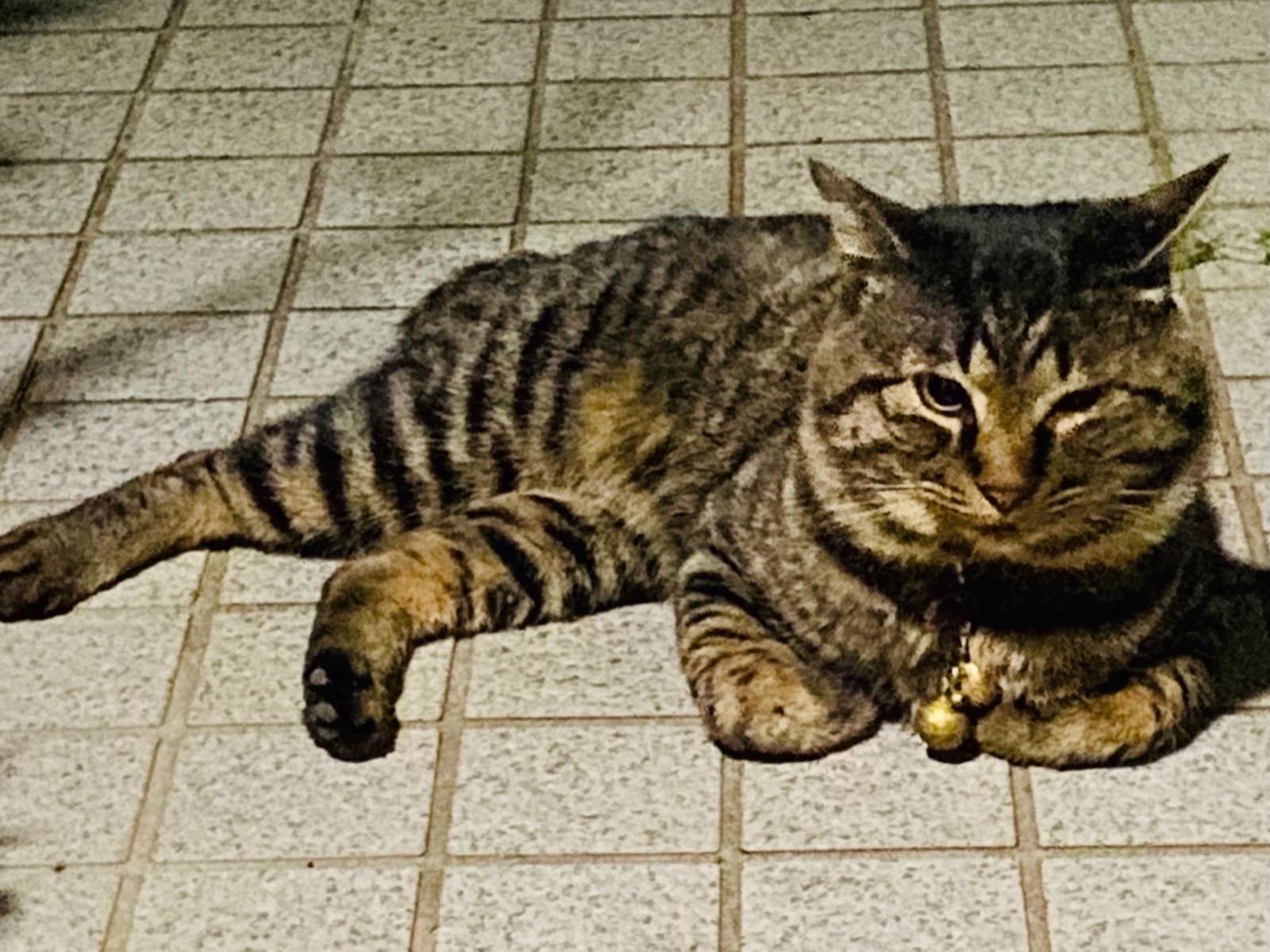 目撃された猫 目撃された猫