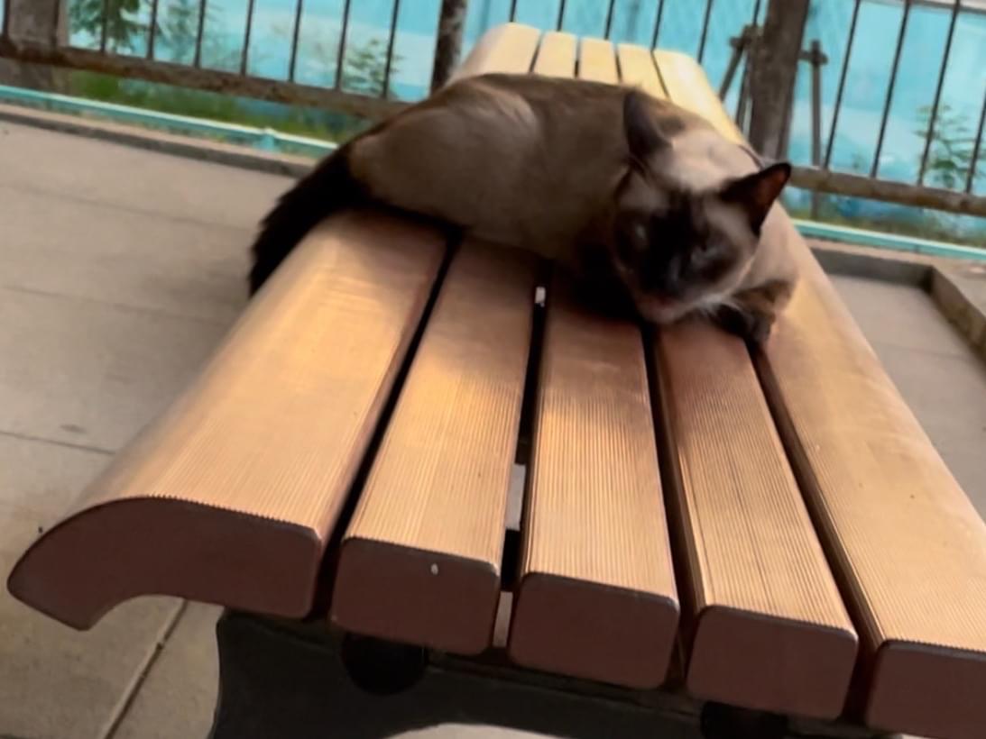 目撃された猫 目撃された猫