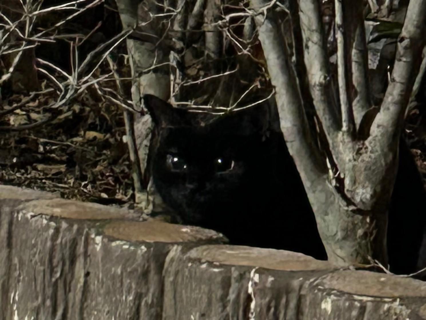 目撃された猫 目撃された猫