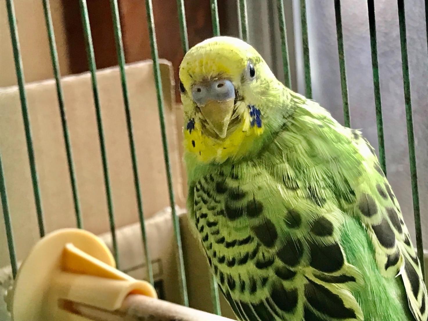ピーちゃん ピーちゃん