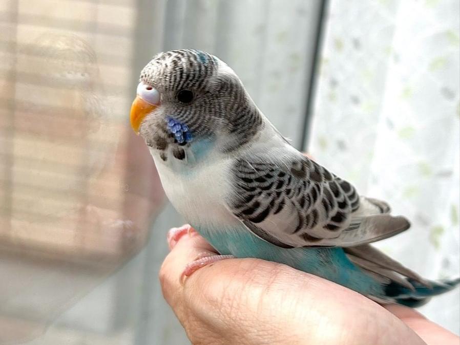 保護された鳥 保護された鳥