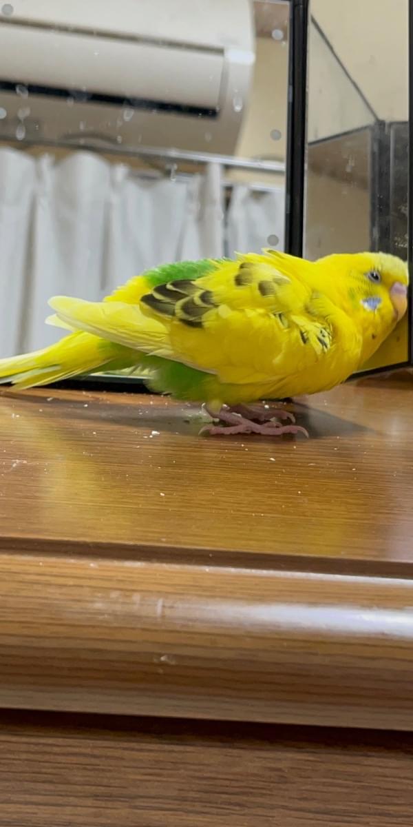 インコ おはぎ メス 脱走してしまいました