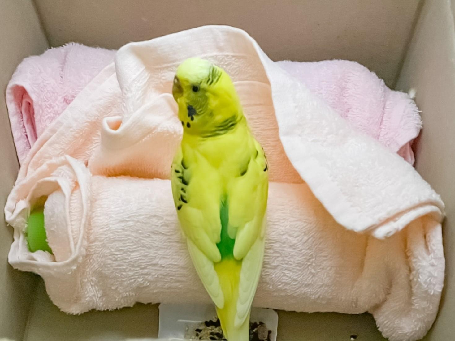 保護された鳥 保護された鳥