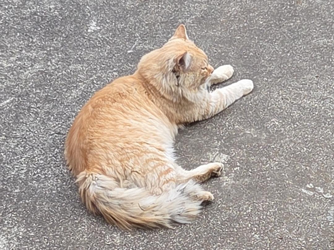 目撃された猫 目撃された猫