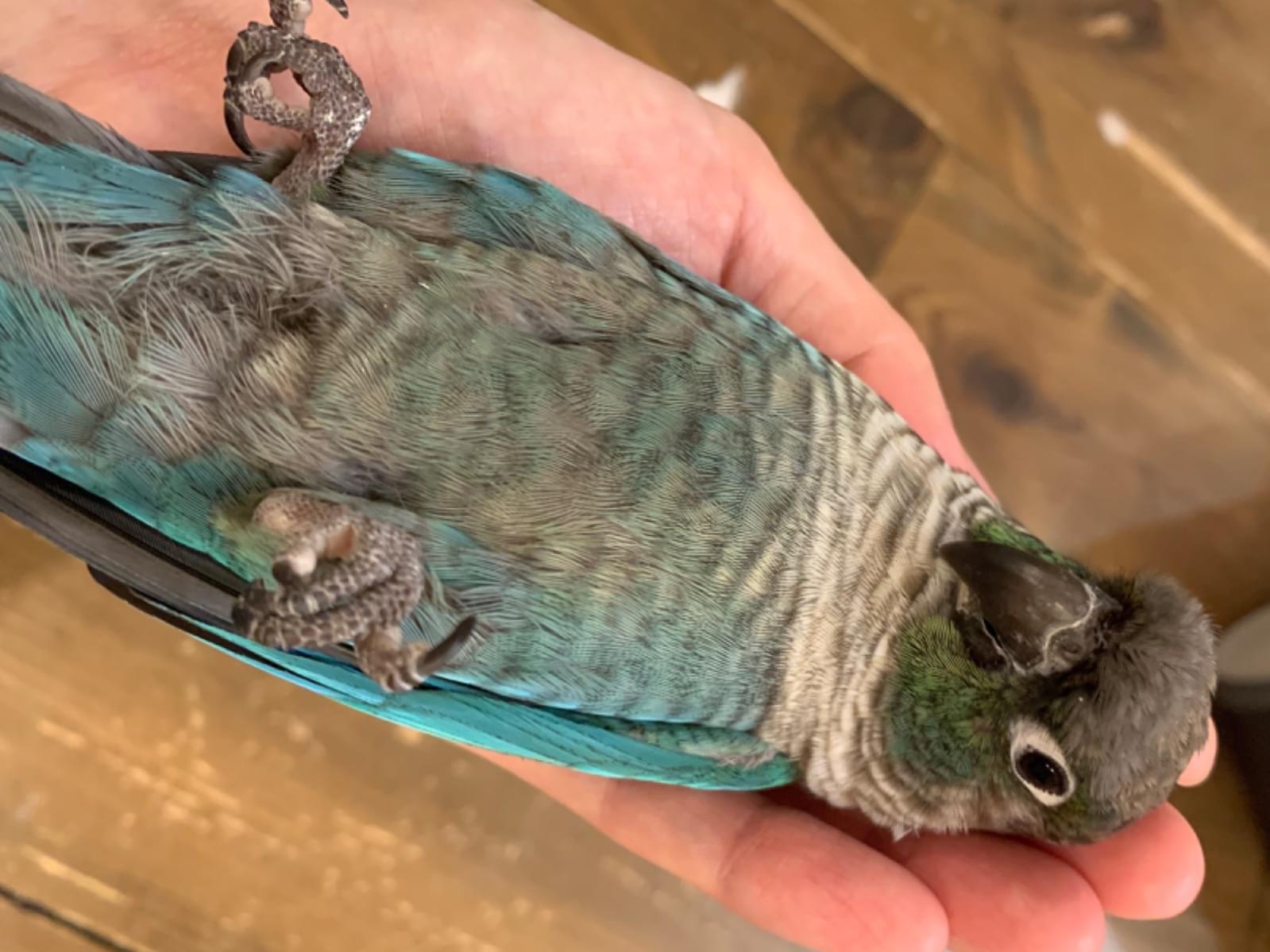 タラちゃん タラちゃん