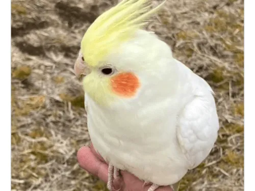 オカメインコ3/28保護【高崎警察】X(旧Twitter)情報