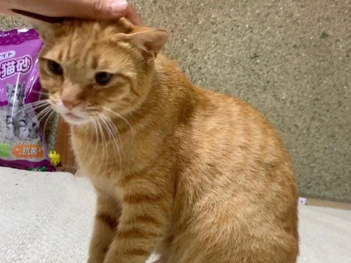 保護された猫 保護された猫