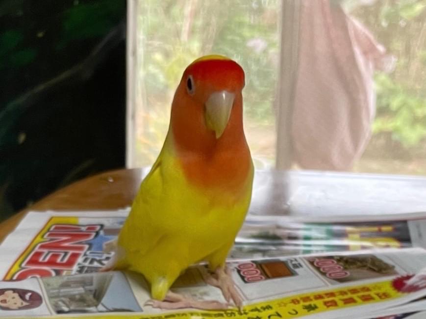 フクちゃん フクちゃん