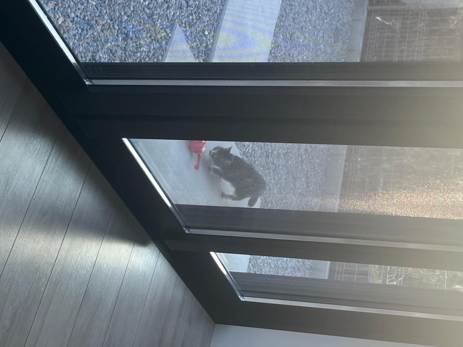 目撃された猫 目撃された猫