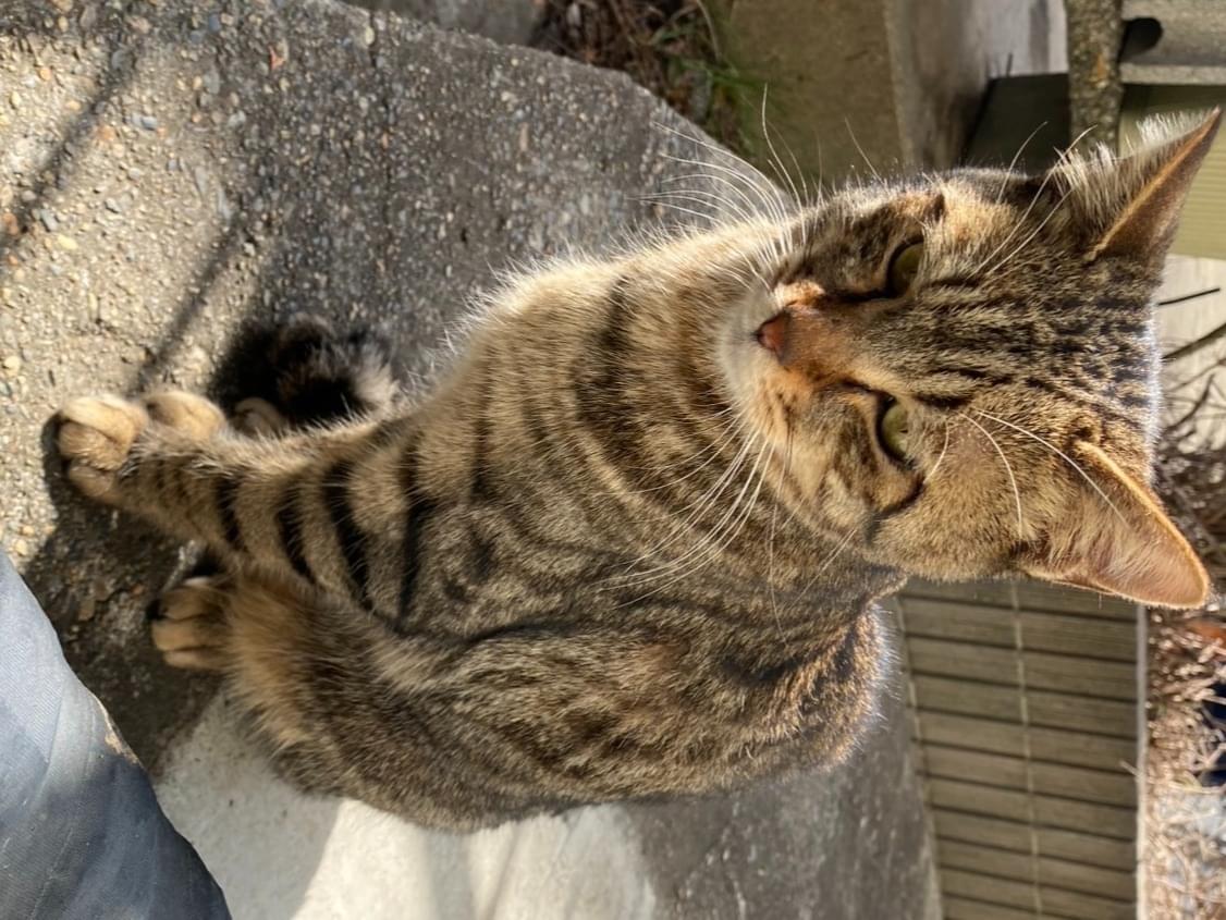 目撃された猫 目撃された猫