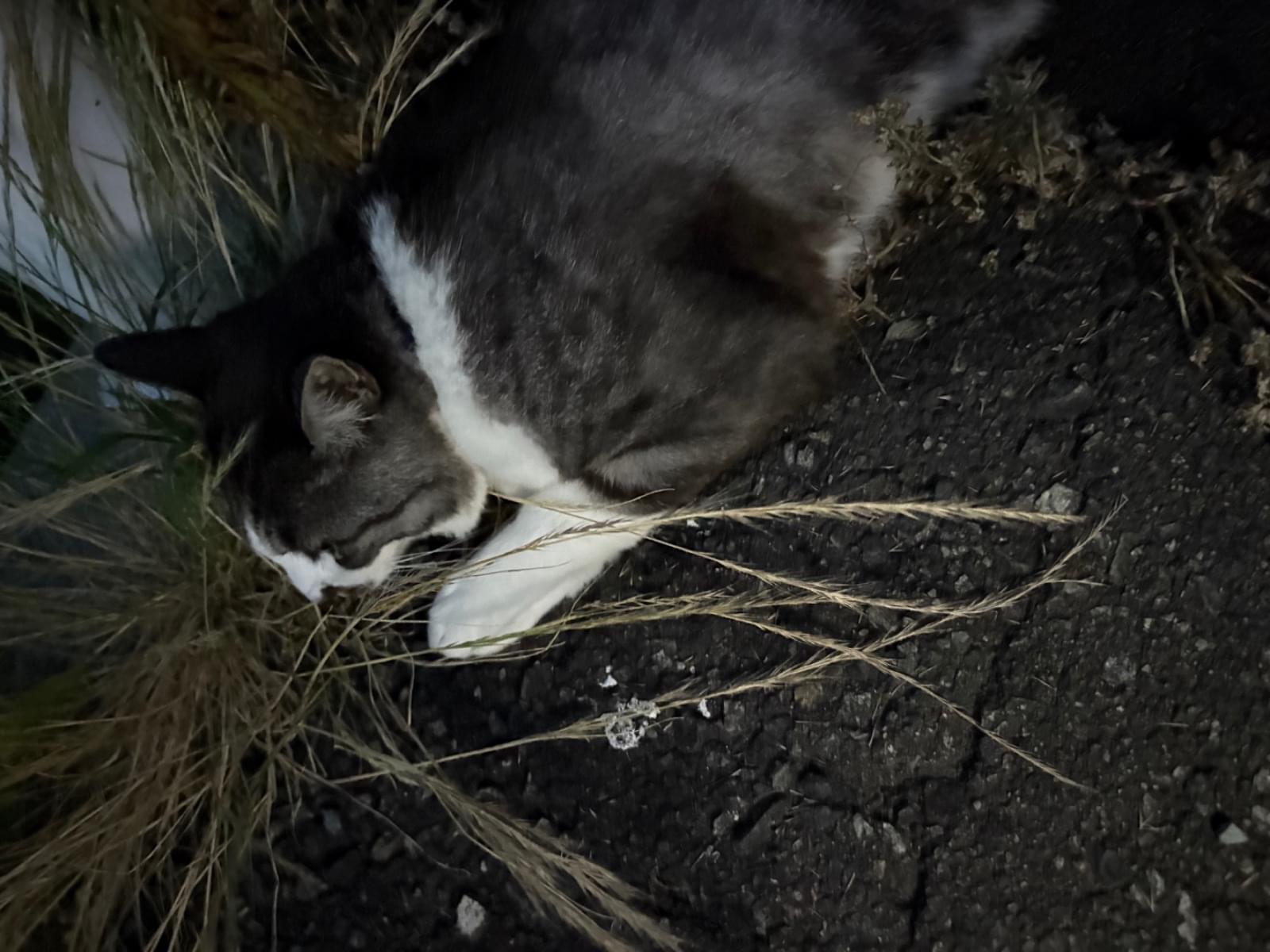 目撃された猫 目撃された猫
