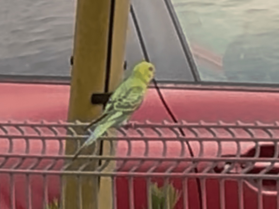 目撃された鳥