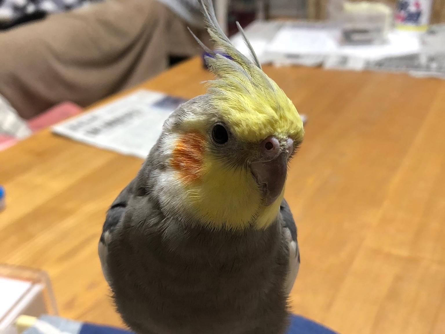 ろくちゃん ろくちゃん
