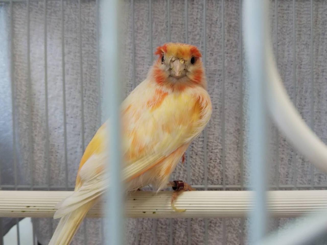 保護された鳥 保護された鳥