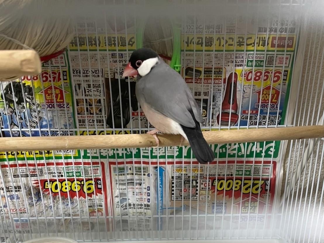 ぴぃちゃん ぴぃちゃん
