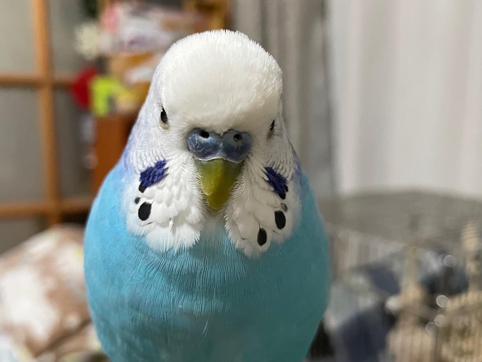 ピッチちゃん ピッチちゃん