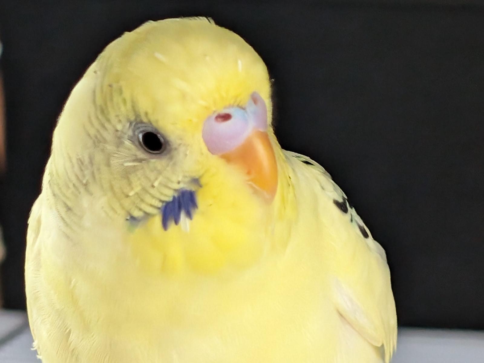すーちゃん すーちゃん