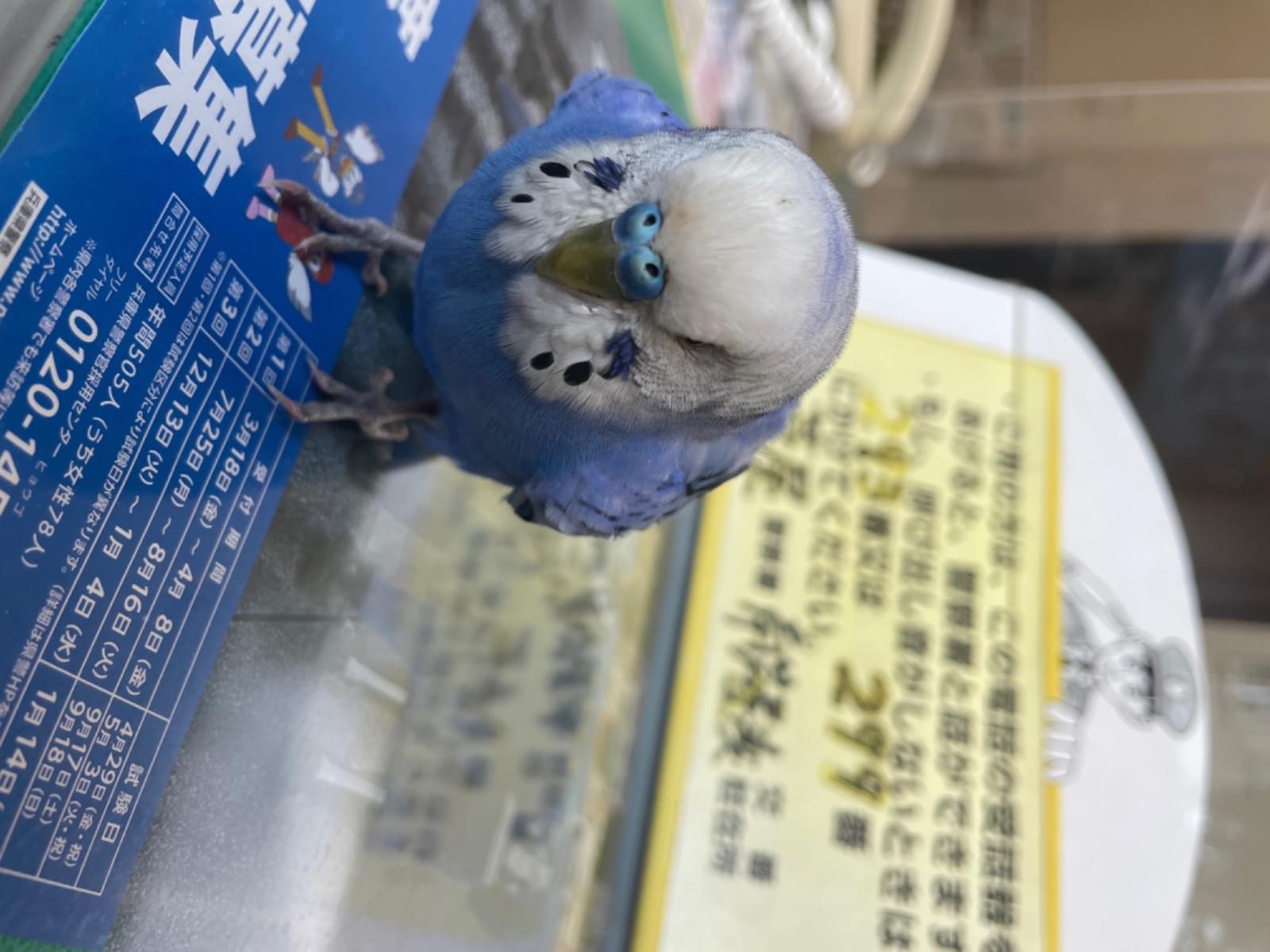 保護された鳥 保護された鳥