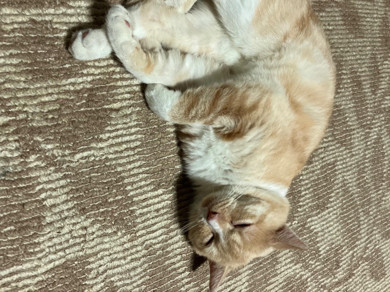 レオちゃん レオちゃん