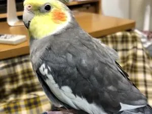 オカメインコ(ノーマル)