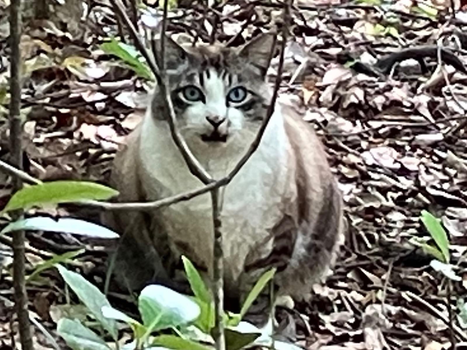 目撃された猫 目撃された猫