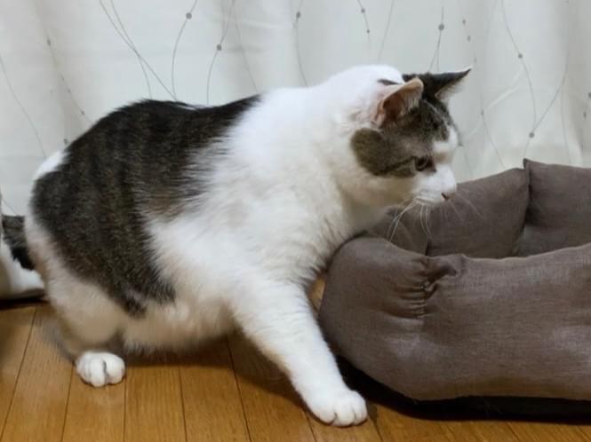 カレンちゃん カレンちゃん