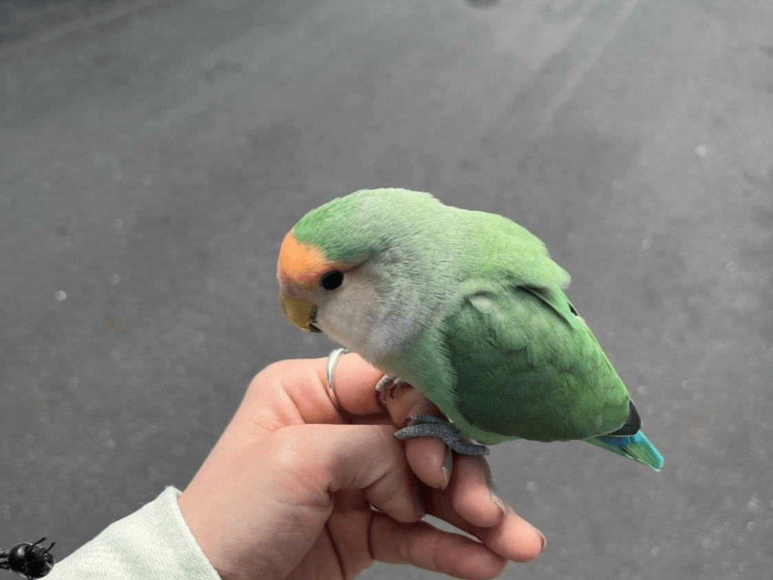 保護された鳥 保護された鳥