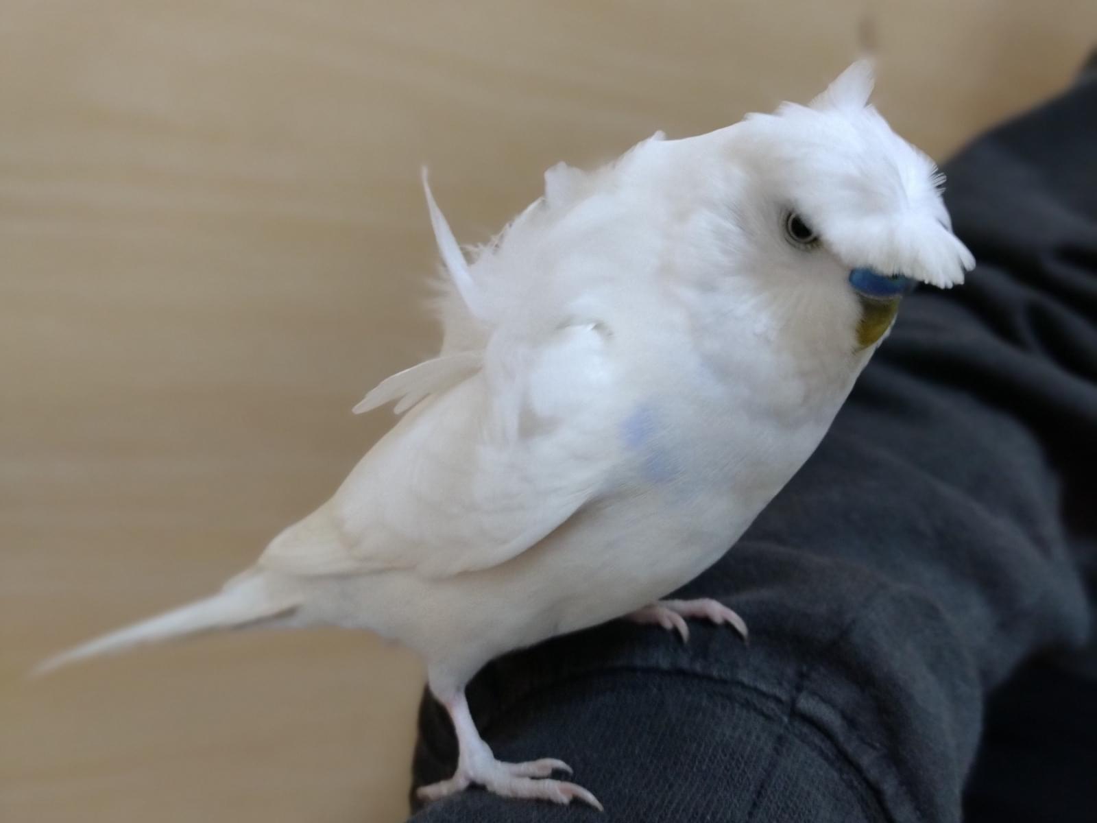 保護された鳥