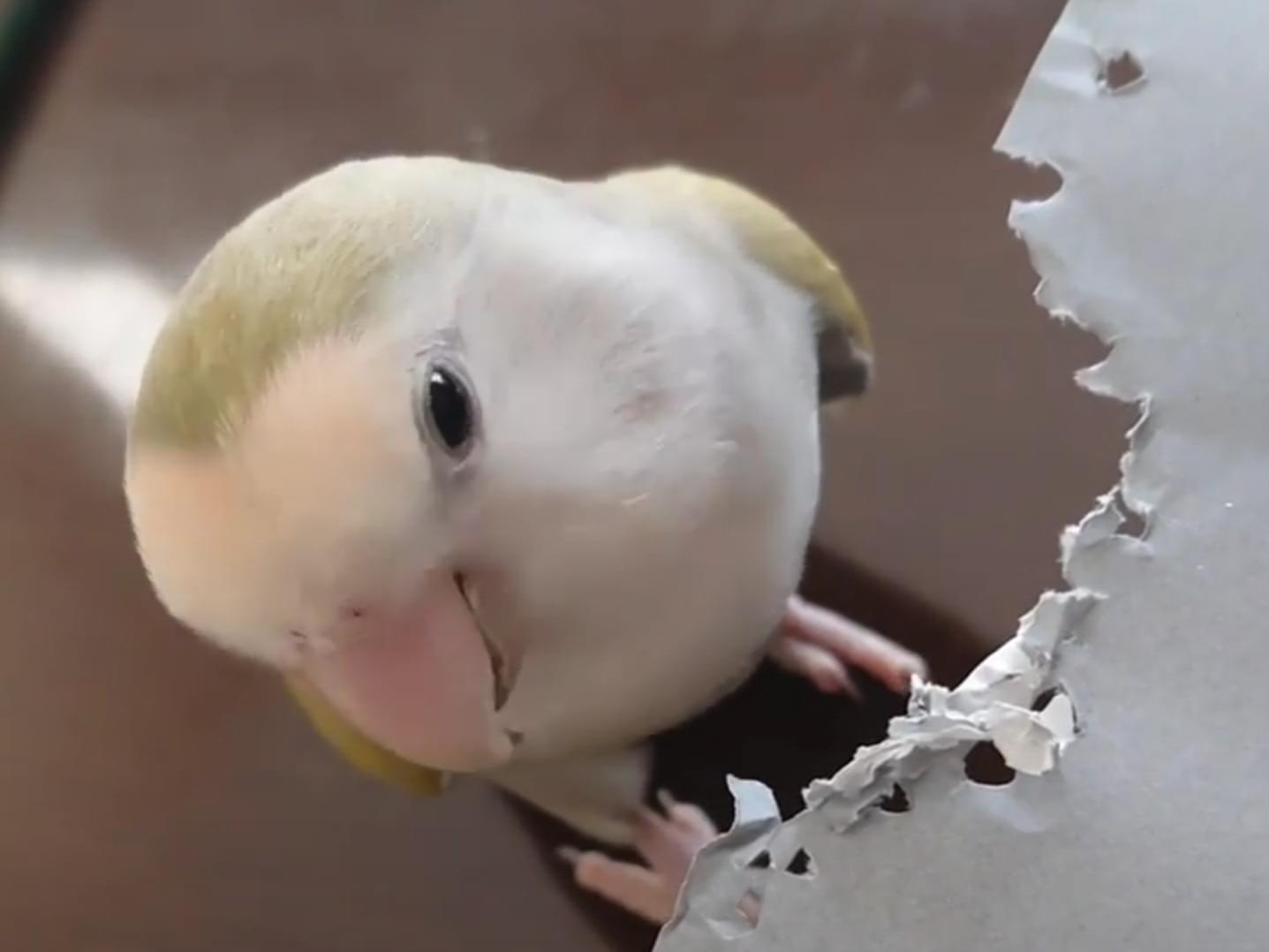 そら か だーちゃん そら か だーちゃん