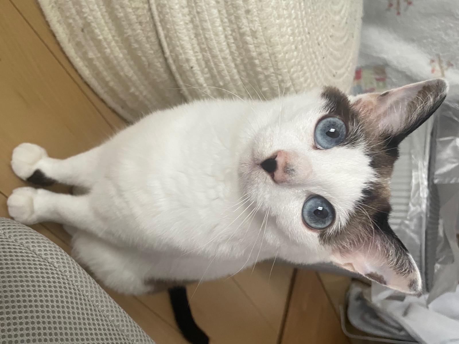 こはくちゃん