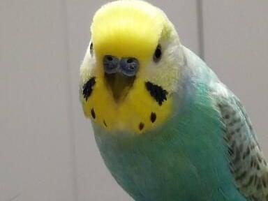 ぴーやんちゃん ぴーやんちゃん