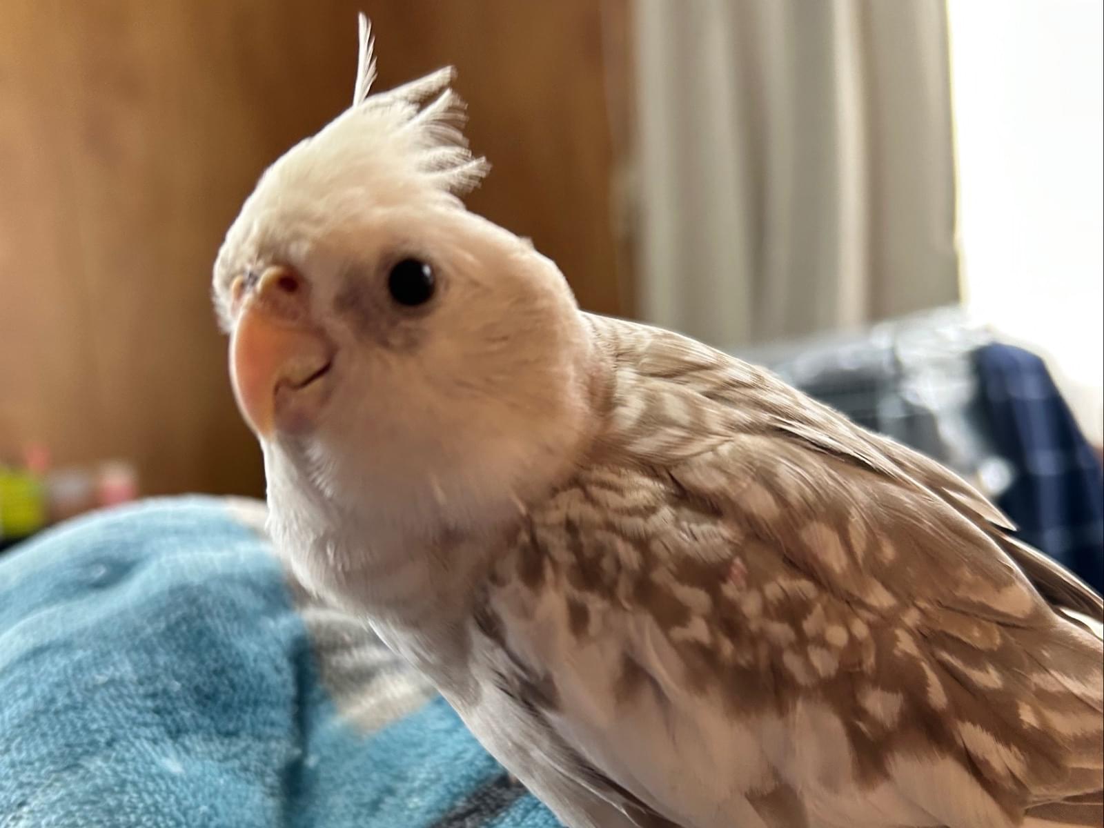 ポポちゃん ポポちゃん
