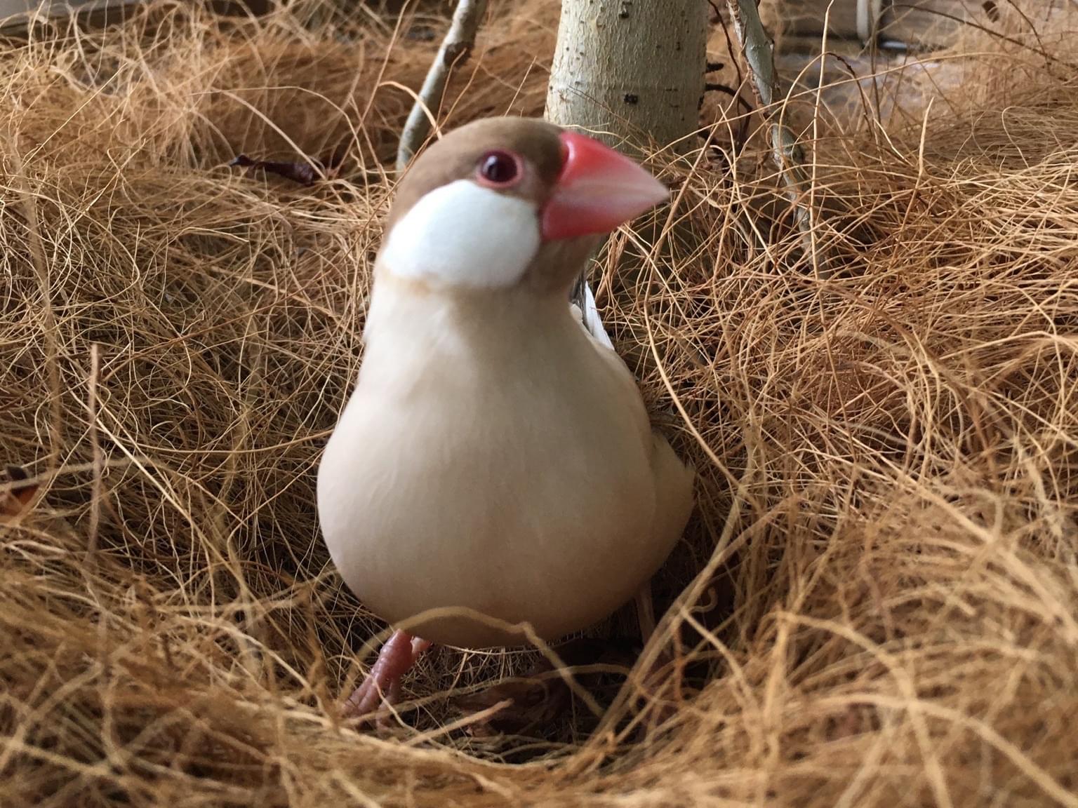 ココちゃん ココちゃん