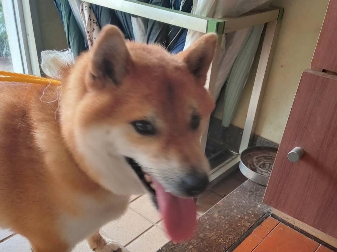 保護された犬 保護された犬
