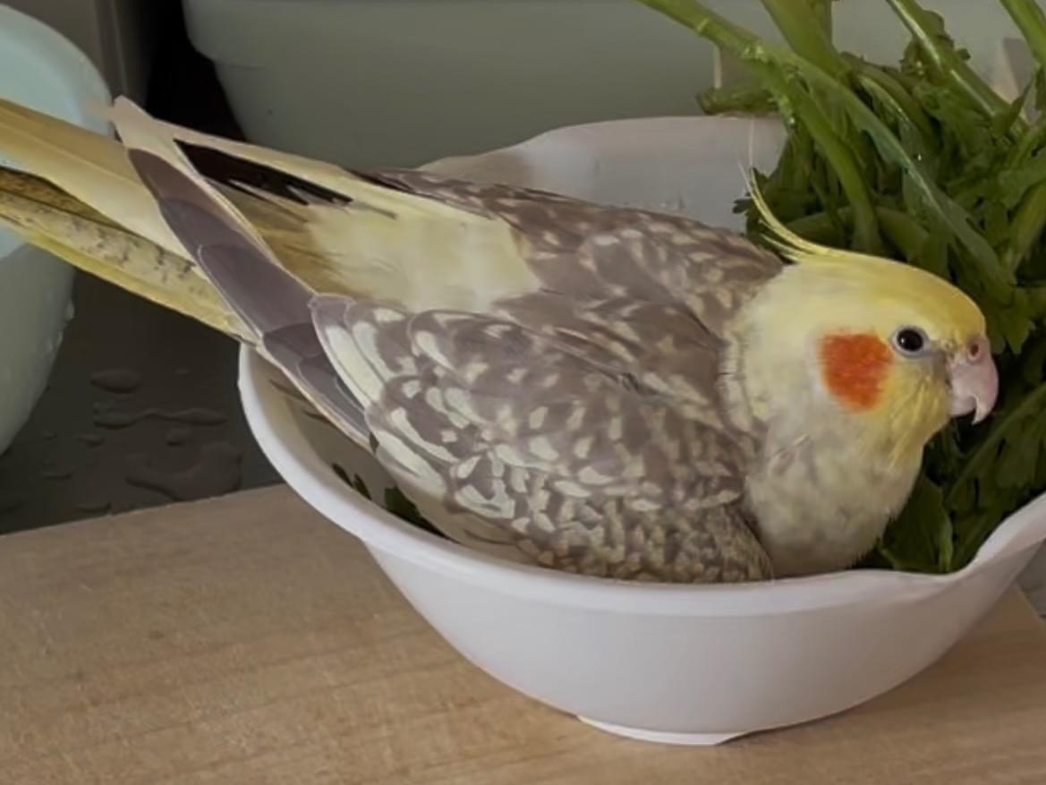 こももちゃん