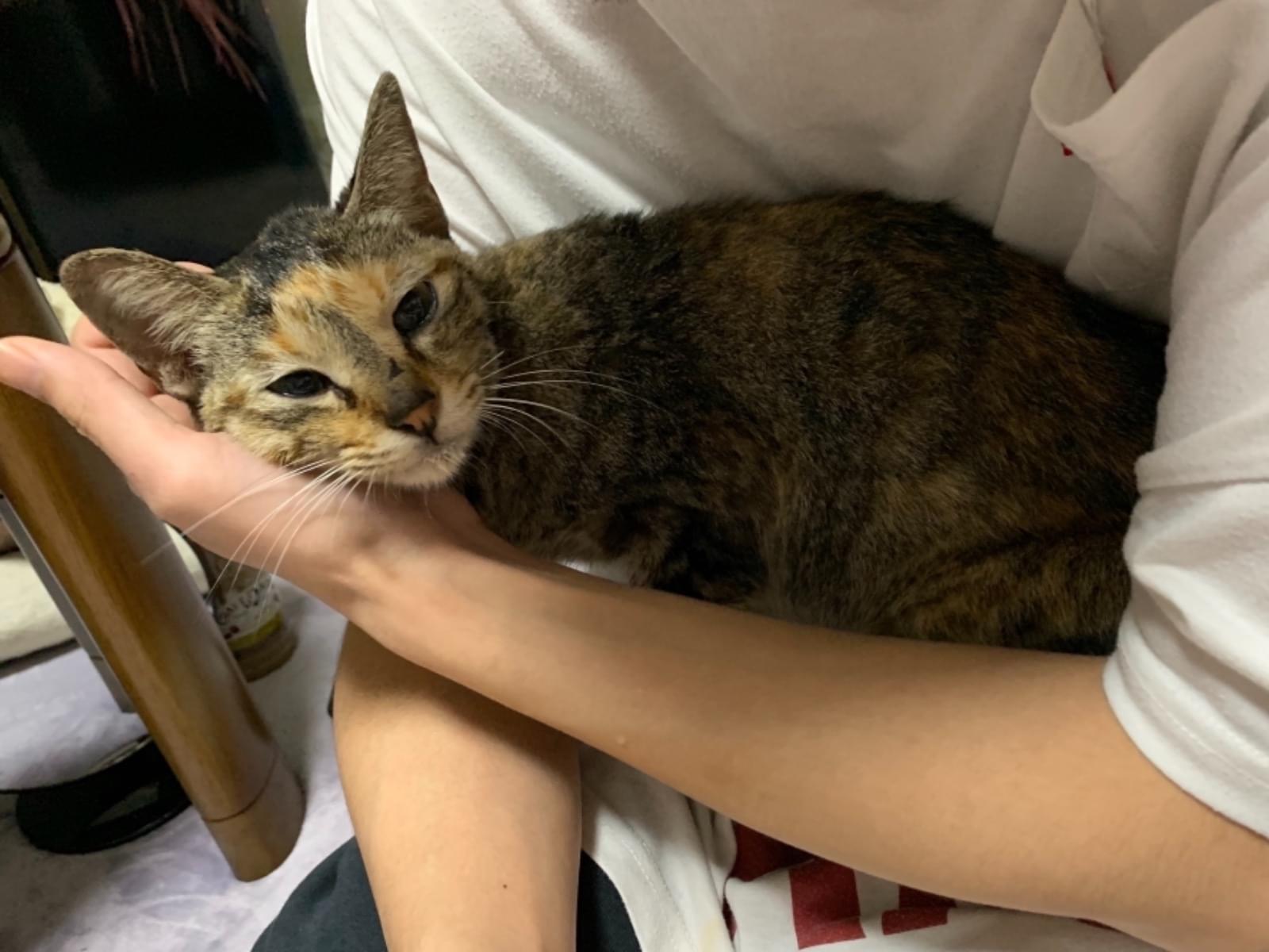 目撃された猫 目撃された猫