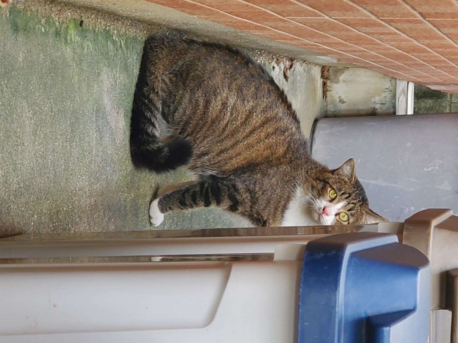 目撃された猫
