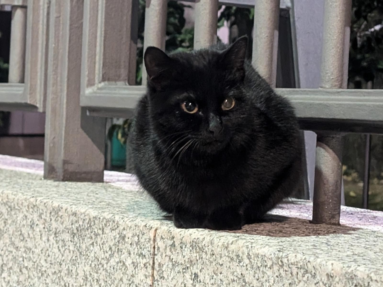 目撃された猫 目撃された猫