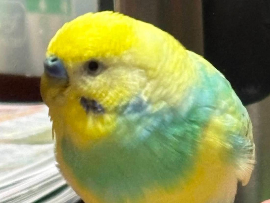 ぴいちゃん ぴいちゃん