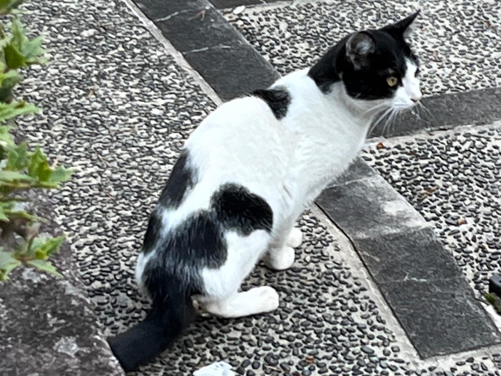 保護された猫 保護された猫