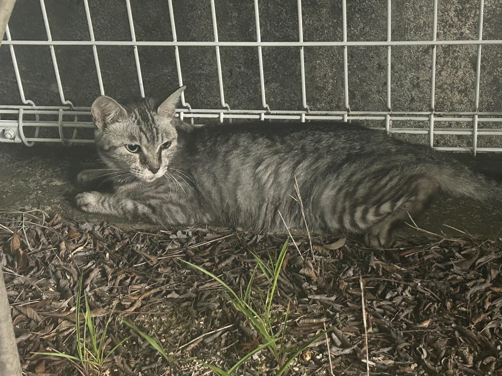 目撃された猫 目撃された猫