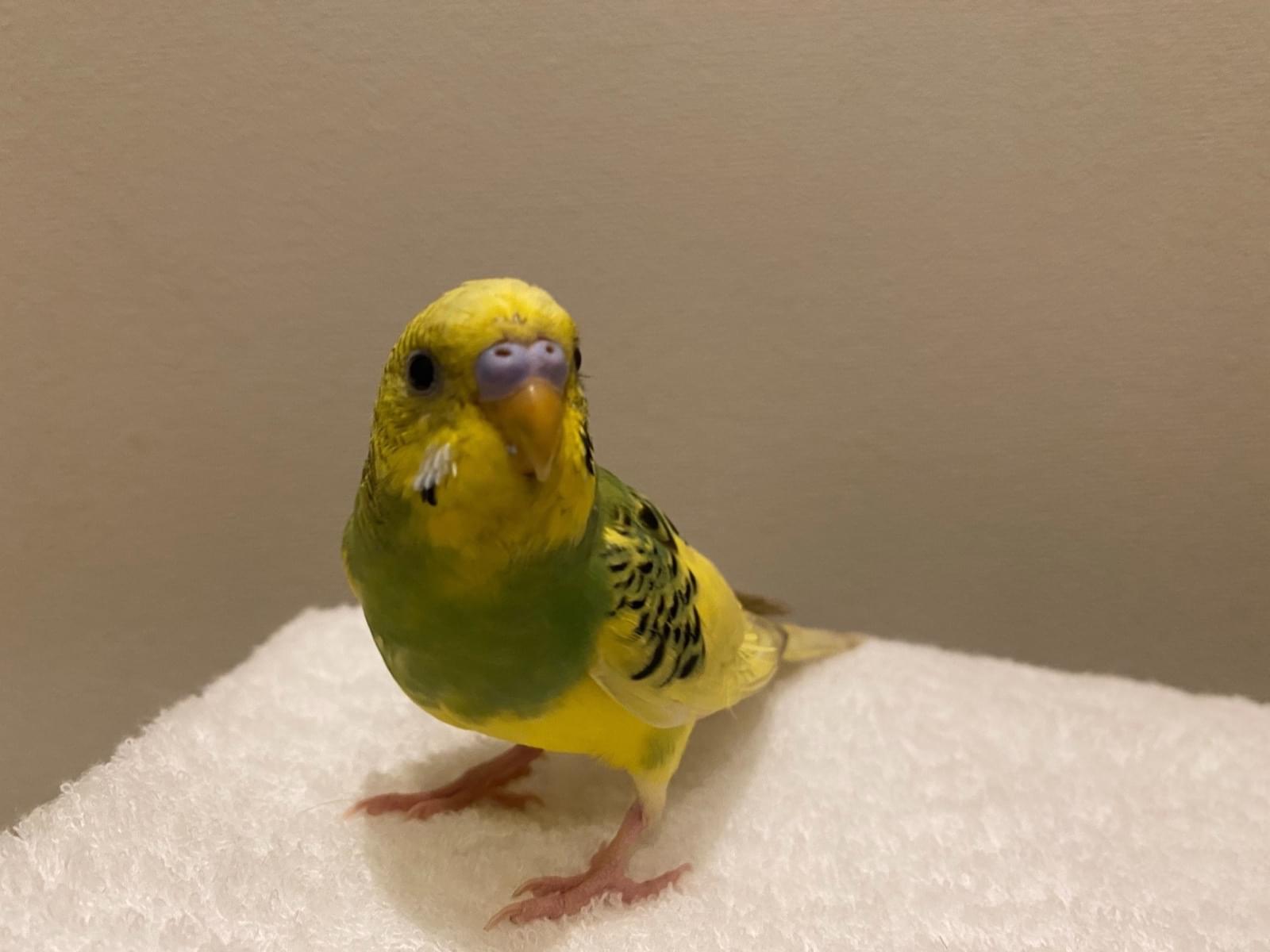 保護された鳥 保護された鳥