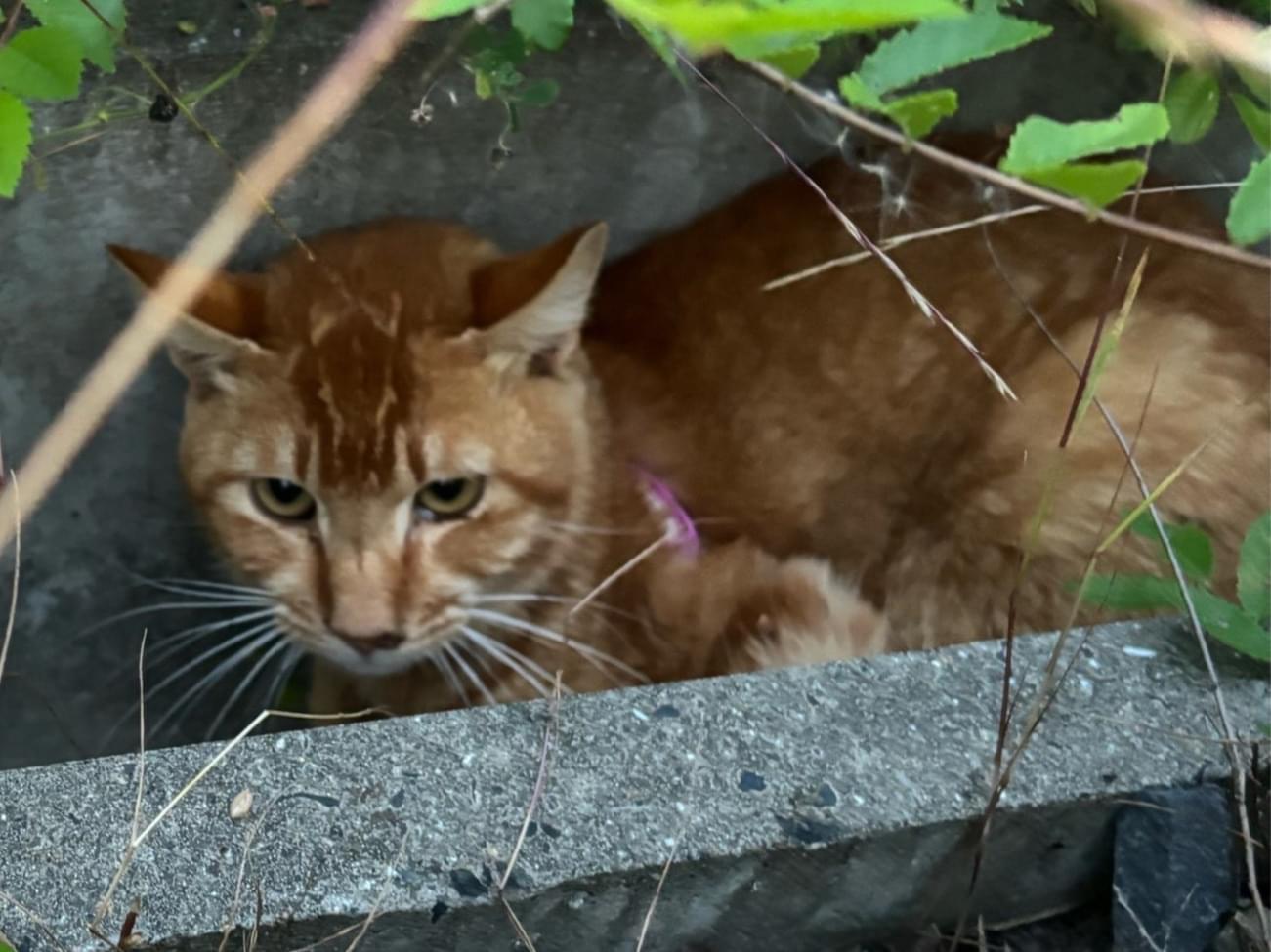 目撃された猫 目撃された猫