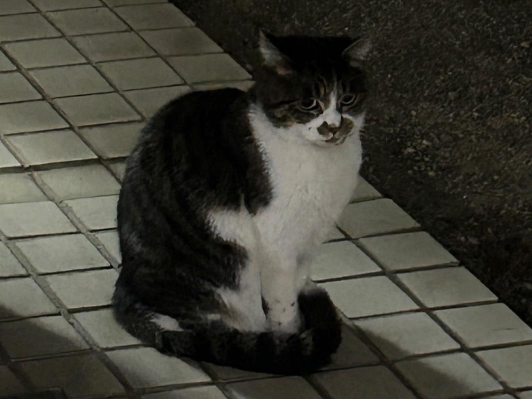 目撃された猫 目撃された猫