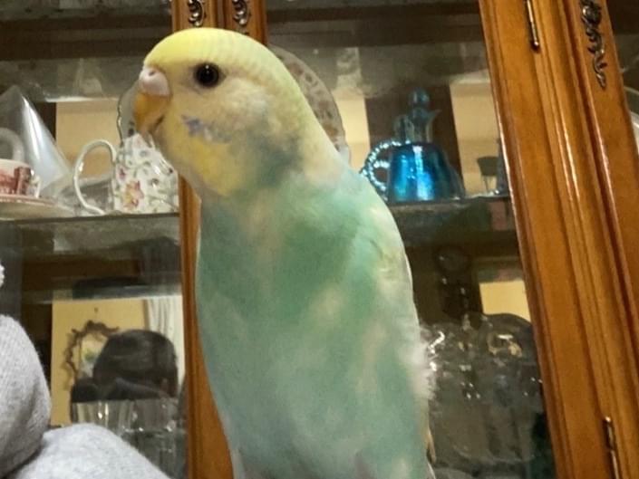 トトちゃん トトちゃん