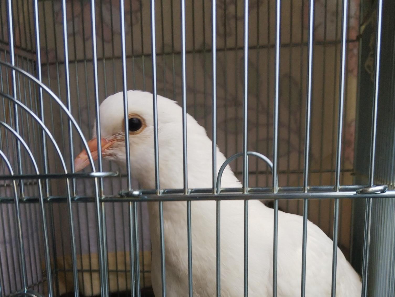 保護された鳥 保護された鳥