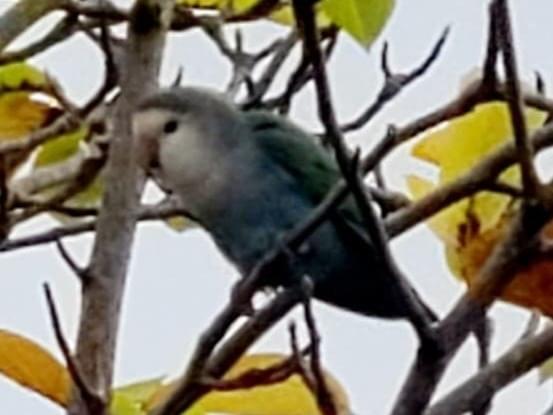 目撃された鳥