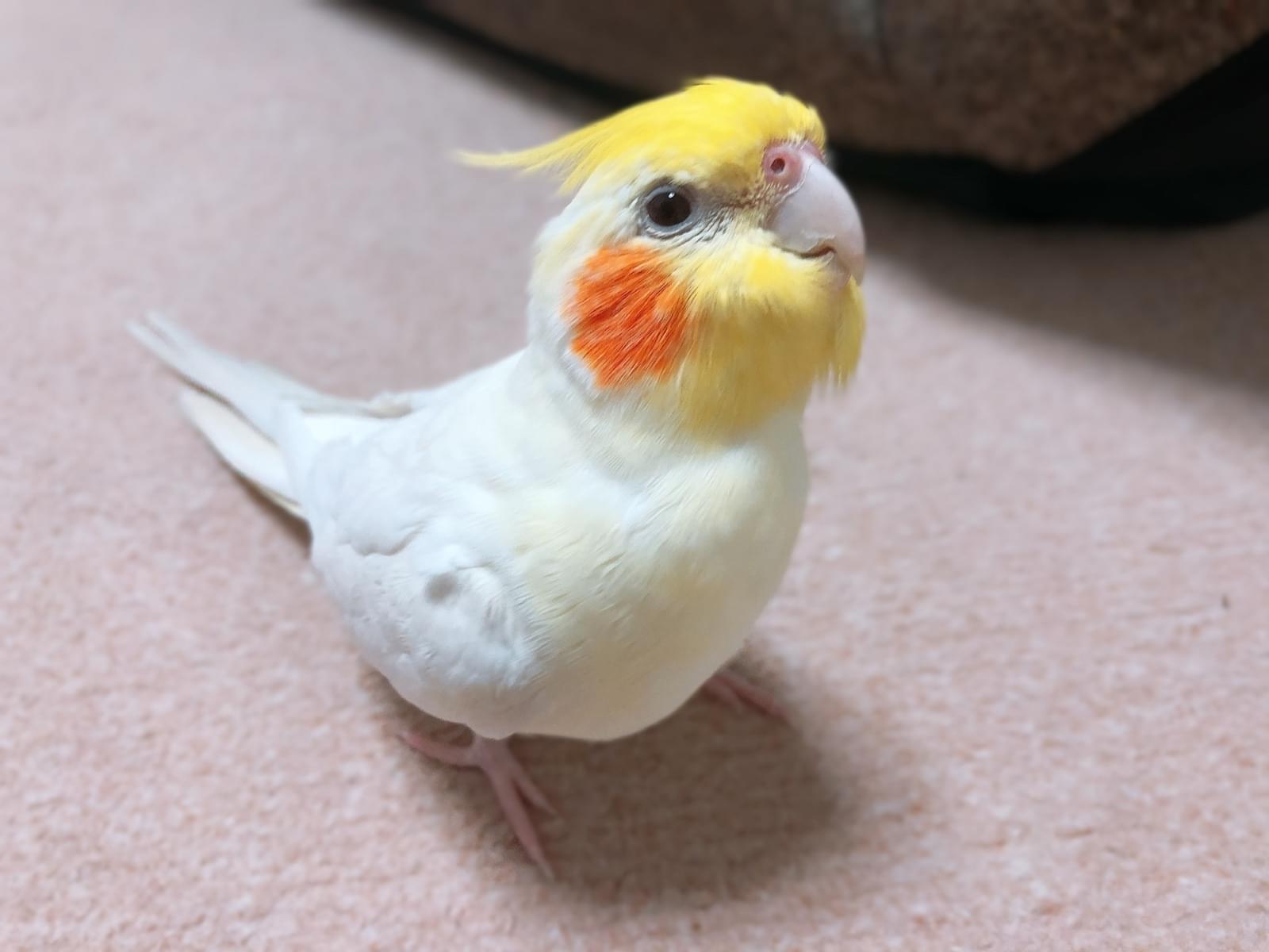 ここちゃん ここちゃん