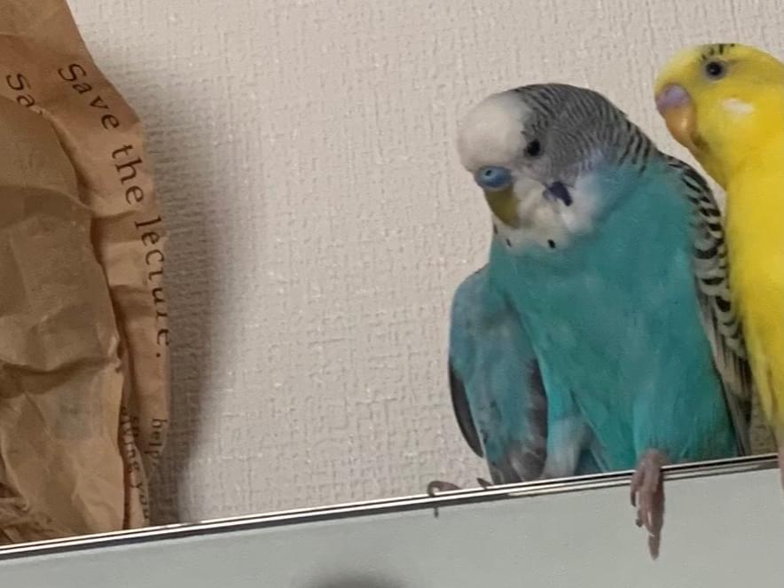 しおちゃん しおちゃん
